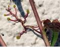 Parthenocissus tricuspidata